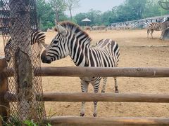 -大连森林动物园