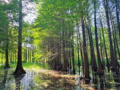 -溱湖国家湿地公园