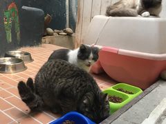 -猫咪博物馆(顶澳仔猫街店)