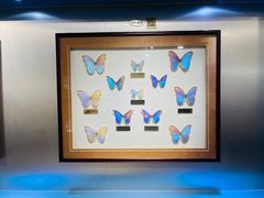 -上海昆虫博物馆