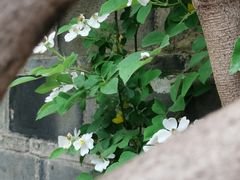 -芥子园