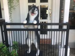 -TrueLove @ Neverland (Husky Cafe)