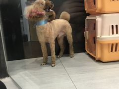 -宠物家(双井店)