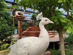 -呀路古热带植物园