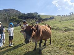 -大姆山草场