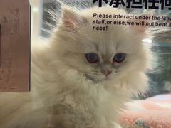 -屋虎猫馆(宝安大仟里店)