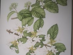 -国家植物园