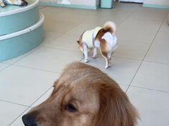 -怪兽屋·羊驼·猫咖·狗咖(俊华广场店)