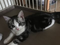 -猫大福·Fortune Cat猫舍(百子湾店)