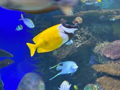 -瑞普利水族馆