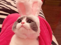 -李小姐の猫咖啡馆(五角场店)