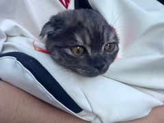 -瑞鹏宠物医院·骨科·猫科·内科(第一中心)