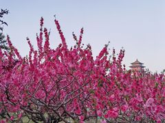 -莲花池公园