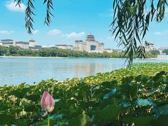 -莲花池公园