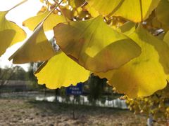 -苏州国际教育园