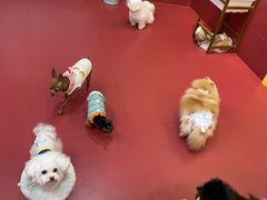 -和它·交个朋友·狗咖猫咖(爱琴海店)