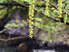 -石台牯牛降景区