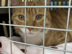 -pd派德宠物中心医院24H急重症·眼科中心·血液透析中心(嵩山北路店)