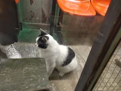 -猫咪博物馆(顶澳仔猫街店)