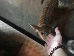 -清迈夜间动物园