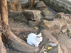 -西园戒幢律寺