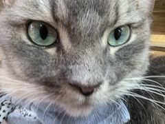 -MOCHA明星猫咖(田子坊店)