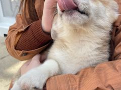 -柯斗斗主题餐厅·狗咖·围炉煮茶·茶饮(国瑞升平里店)