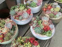 -金陵花卉交易市场