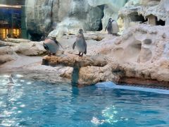 -帝企鹅自助餐厅•儿童岛•真企鹅(长隆企鹅酒店)