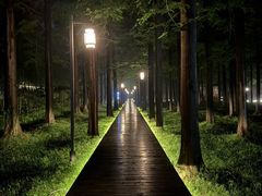 -黄海国家森林公园