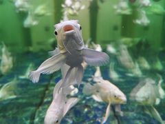 -观音桥步行街