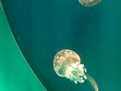 -福州罗源湾海洋世界旅游区