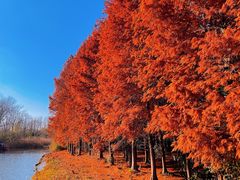 -溱湖国家湿地公园