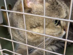 -中农大我爱我爱动物医院·核磁CT·猫病·24小时夜诊中心(石佛营店)