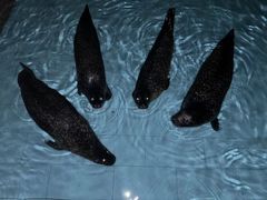 -锦艺城海洋馆