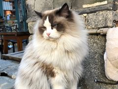 -喵屿·大理花园猫咖