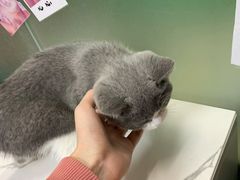-lincat·猫舍(广州店)