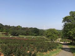 -宜兴龙背山森林公园