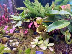 -中国科学院西双版纳热带植物园