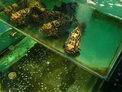 -长崎家日式料理(人民大街店)