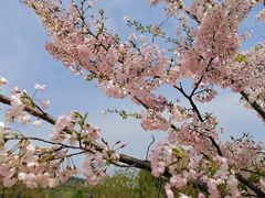 -上海辰山植物园