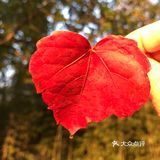红叶🍁