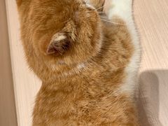 -瞄一喵猫咖(格力海岸店)