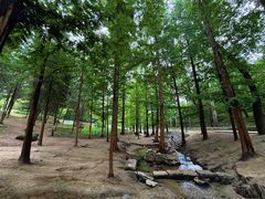 -白水寺森林公园