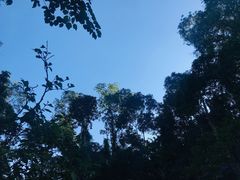 -西双版纳原始森林公园