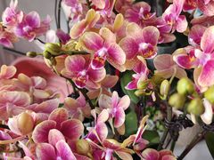 -FEI FEI FLOWER鲜花店·气球派对·宝宝宴布置(虹口德必运动Loft店)