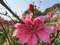 -广州莲花山旅游区