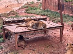 -昆明动物园