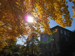 银杏叶-辽宁大学(崇山校区)
