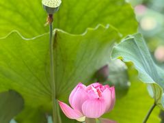 -莲花池公园